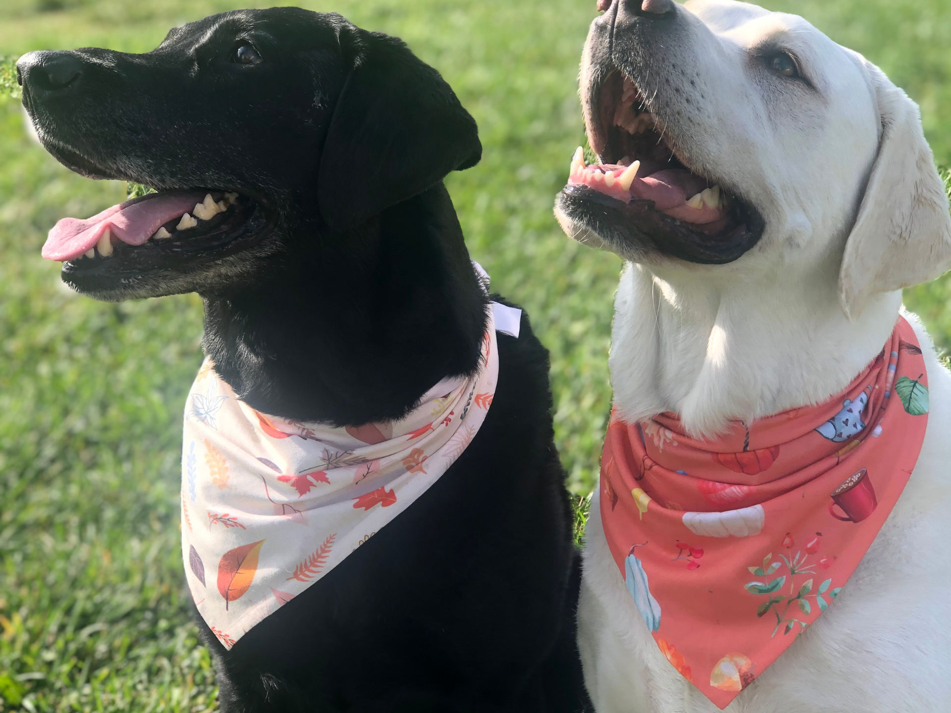Dog Bandanas True Pup Love Co